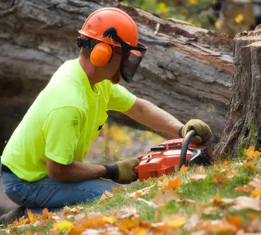 tree services Waterford